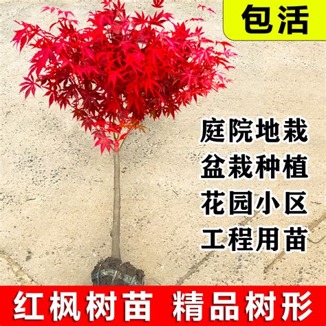 枫树风水|枫树风水：旺宅首选的吉祥之树